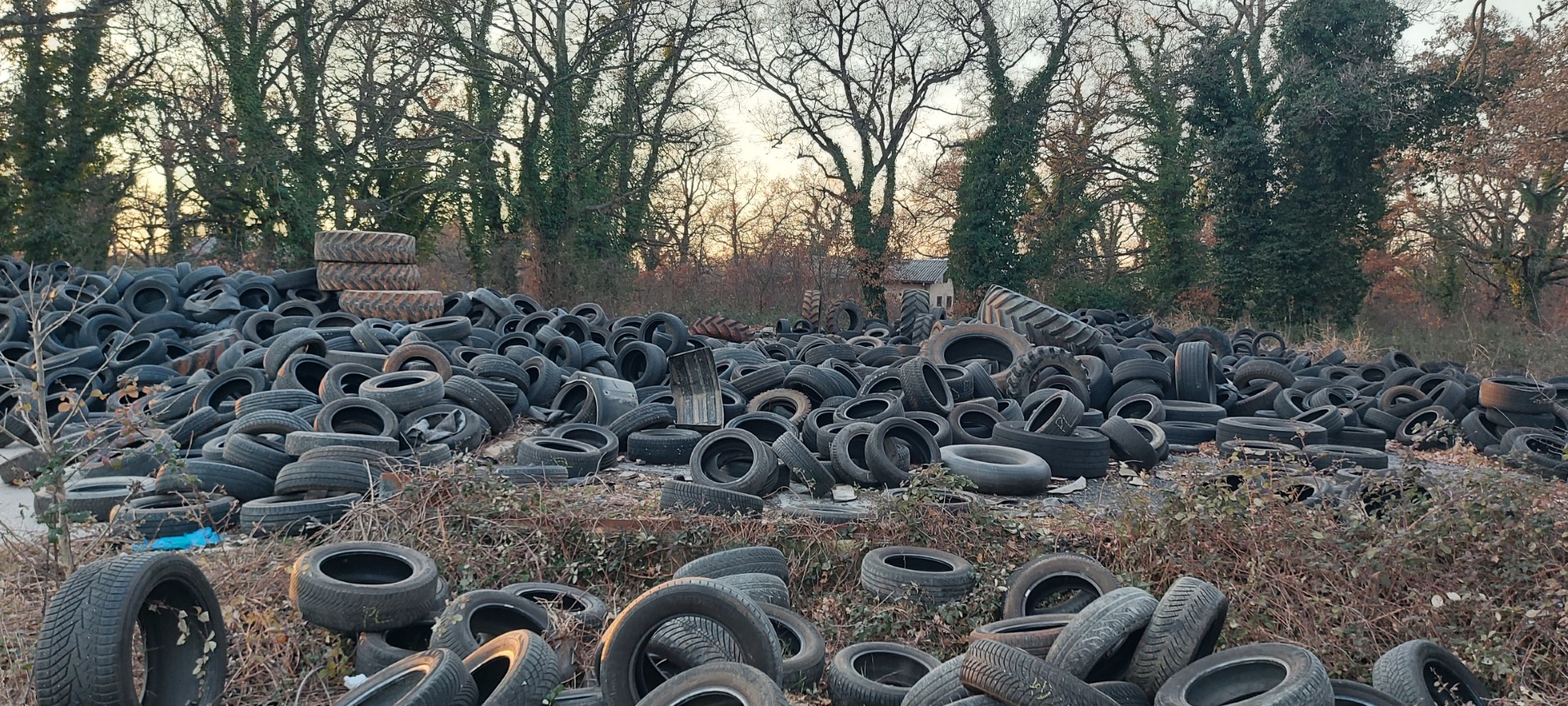 Ejla, gljivari ove gljive nisu jestive!